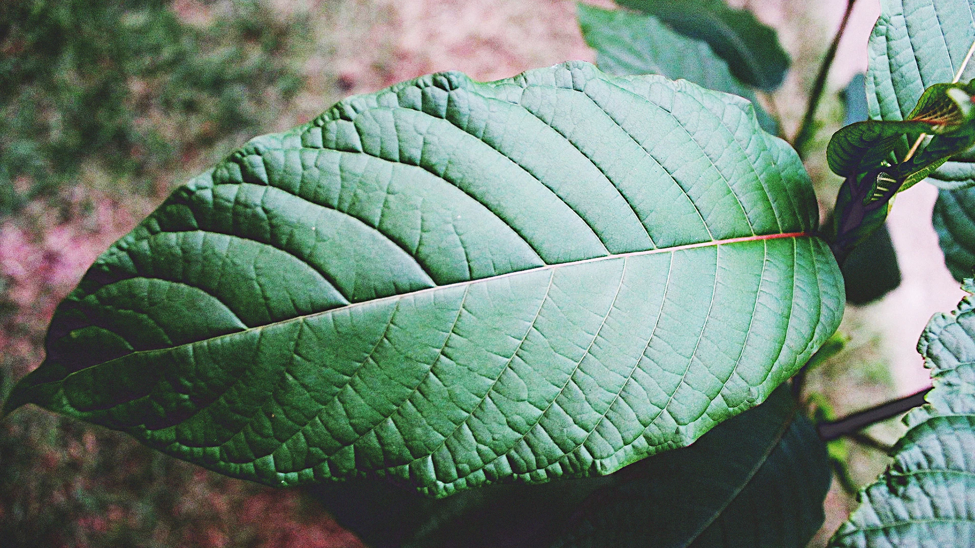 buy malay kratom